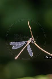 Attēlu rezultāti vaicājumam “Chalcolestes viridis”