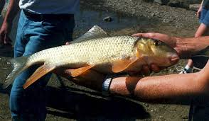 Image result for Moxostoma erythrurum