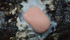 Attēlu rezultāti vaicājumam “Reticularia jurana”