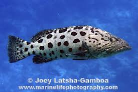 Image result for Epinephelus tukula