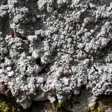 Attēlu rezultāti vaicājumam “Pertusaria albescens”