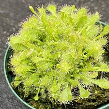 Image result for Drosera