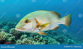 Image result for Monotaxis grandoculis