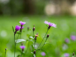 Attēlu rezultāti vaicājumam “Centaurea phrygia bud”