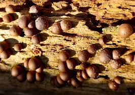 Attēlu rezultāti vaicājumam “Lycogala miserum spores”