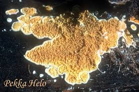 Attēlu rezultāti vaicājumam “Pseudomerulius aureus”