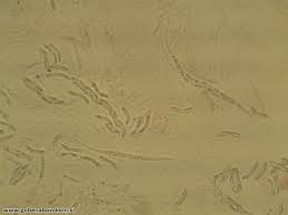 Attēlu rezultāti vaicājumam “Ruzenia spermoides”