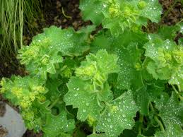 Image result for Alchemilla vulgaris