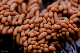 Attēlu rezultāti vaicājumam “Heterotrichia obvelata (syn. Arcyria obvelata) young”