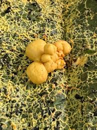 Attēlu rezultāti vaicājumam “Physarum pezizoideum stalked”