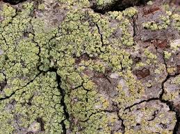 Attēlu rezultāti vaicājumam “Calicium viride”