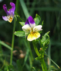 Attēlu rezultāti vaicājumam “Viola tricolor subsp. curtisii leaf”