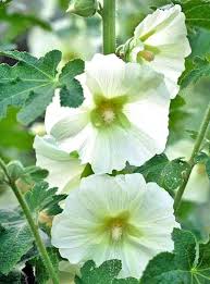 Attēlu rezultāti vaicājumam “Alcea rosea leaf”