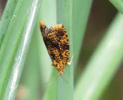 Attēlu rezultāti vaicājumam “Celypha siderana”