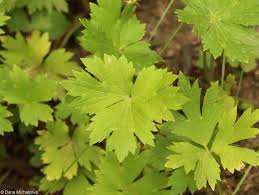 Attēlu rezultāti vaicājumam “Ranunculus lanuginosus leaf”