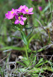 Attēlu rezultāti vaicājumam “Centaurium littorale leaf”