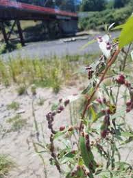 Attēlu rezultāti vaicājumam “Pontania proxima”