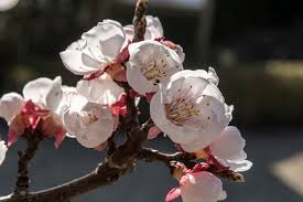 Attēlu rezultāti vaicājumam “Prunus armeniaca”