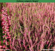 Attēlu rezultāti vaicājumam “Calluna vulgaris bud”