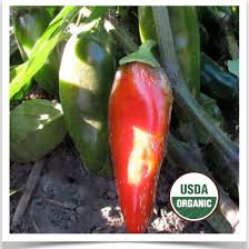 Afbeeldingsresultaat voor jalapeno early hot pepper