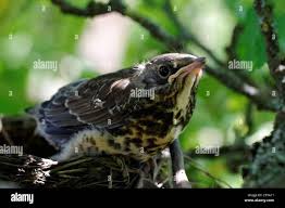 Attēlu rezultāti vaicājumam “Turdus viscivorus juvenile”