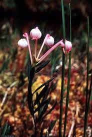 Attēlu rezultāti vaicājumam “Andromeda polifolia bud”