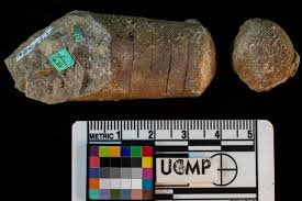 Attēlu rezultāti vaicājumam “Endoceras”