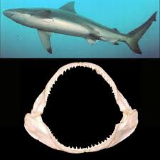 Image result for Carcharhinus brachyurus