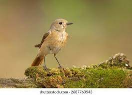 Attēlu rezultāti vaicājumam “Phoenicurus phoenicurus female”