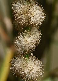 Attēlu rezultāti vaicājumam “Sparganium erectum aggr. fruit”