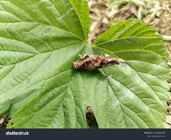 Attēlu rezultāti vaicājumam “Psyche casta larva”