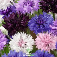 Image result for Centaurea cyanus