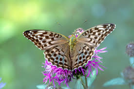 Attēlu rezultāti vaicājumam “Argynnis paphia”