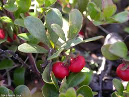 Attēlu rezultāti vaicājumam “Arctostaphylos uva-ursi fruit”