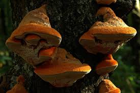 Attēlu rezultāti vaicājumam “Inonotus rheades”