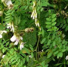 Attēlu rezultāti vaicājumam “Vicia sylvatica bud”