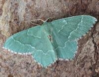 Attēlu rezultāti vaicājumam “Hemithea aestivaria”