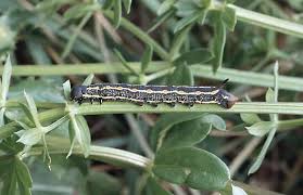 Attēlu rezultāti vaicājumam “Hyles gallii imago”