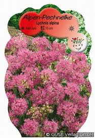 Image result for Pechnelke