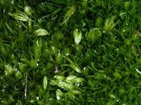 Attēlu rezultāti vaicājumam “Campylopus pyriformis”