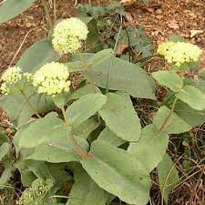 Attēlu rezultāti vaicājumam “Hylotelephium maximum flower”