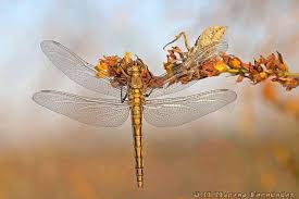 Attēlu rezultāti vaicājumam “Orthetrum cancellatum”