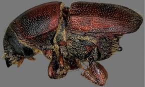 Attēlu rezultāti vaicājumam “Scolytus scolytus, Scolytus multistriatus”