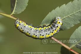 Attēlu rezultāti vaicājumam “Diloba caeruleocephala”