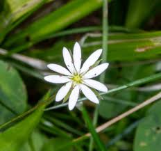 Attēlu rezultāti vaicājumam “Stellaria graminea flower”