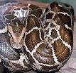 220px-Python_molurus_molurus_2.jpg