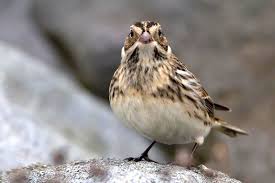 Image result for Calcarius lapponicus