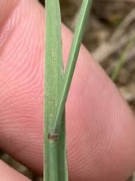 Attēlu rezultāti vaicājumam “Poa compressa leaf”