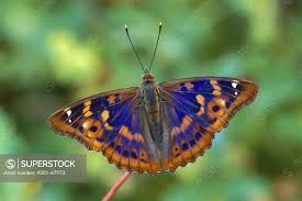 Attēlu rezultāti vaicājumam “Apatura ilia”