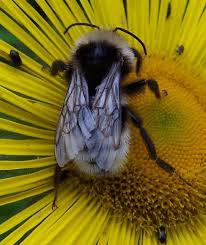 Attēlu rezultāti vaicājumam “Psithyrus sylvestris”